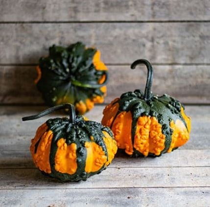 [A-022974-4] Hoargarth F1 Kalebas 250 zaden