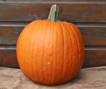 [A-019477-4] Hal. Eros F1 PMT Goede halloweenpompoen 1000 zaden