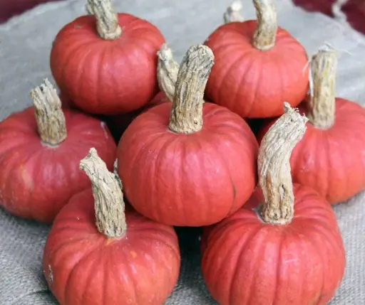 [A-027917] Miss Sophie Coral kleine pompoen 50 zaden 